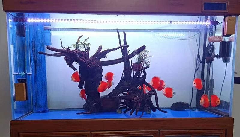 Waterproof Submersible LED Aquarium Lights for Arowanas 60cm